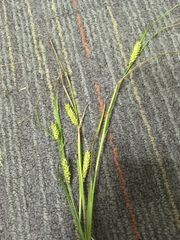 Carex vesicaria