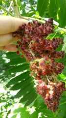 Rhus typhina