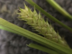 Carex vesicaria
