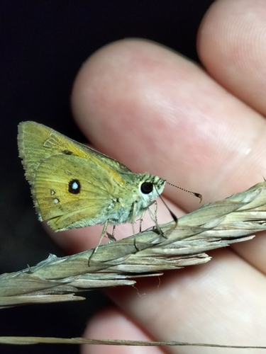 Small Orange Ochre