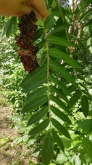 Rhus typhina