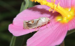 Tarache terminimaculata