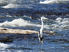 Ardea cocoi
