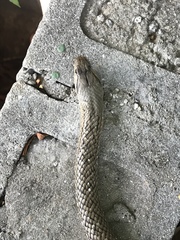 Cubophis cantherigerus
