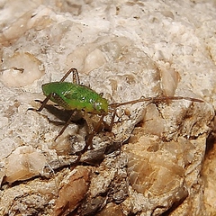 Adelphocoris lineolatus