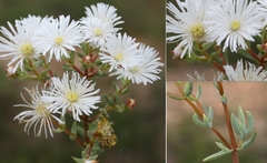 Lampranthus falcatus