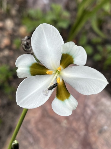 Aristea teretifolia (Aristea teretifolia)