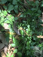 Cubophis cantherigerus