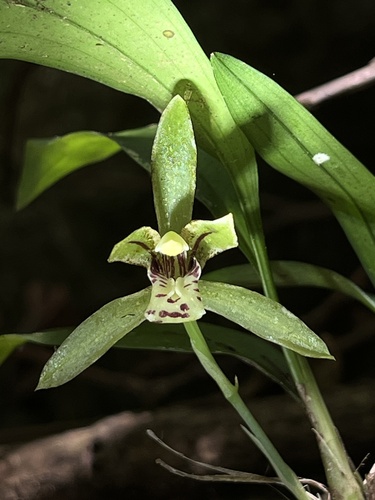 Cymbidium lancifolium Hook.