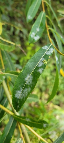 Erysiphe salicis, 2024-09-13