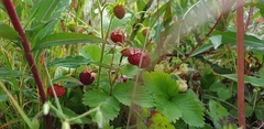 Fragaria vesca