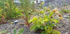 Fragaria vesca