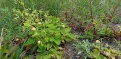 Fragaria vesca