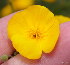 Eschscholzia androuxii