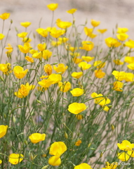 Eschscholzia androuxii