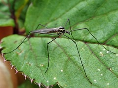 Ellipteroides lateralis