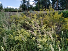 Galium × pomeranicum