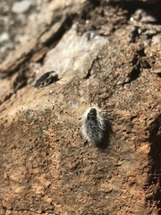 Lycia alpina