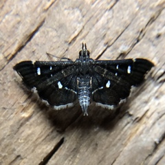 Diathrausta