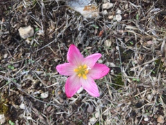 Zephyranthes brevipes