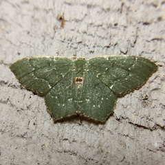 Chloropteryx tepperaria