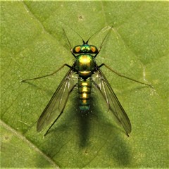 Condylostylus comatus