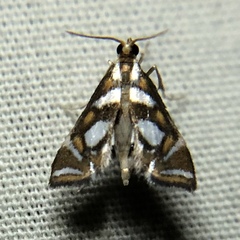 Chrysendeton medicinalis