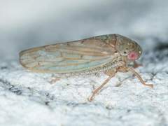 Polana quadrinotata