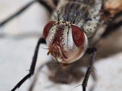 Microphthalma disjuncta