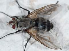Microphthalma disjuncta