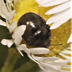 Corimelaena lateralis