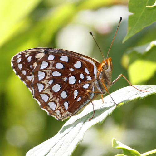 Aphrodite Fritillary photo 2