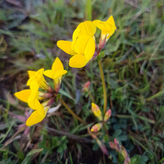 Lotus corniculatus