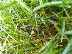 Marasmius curreyi