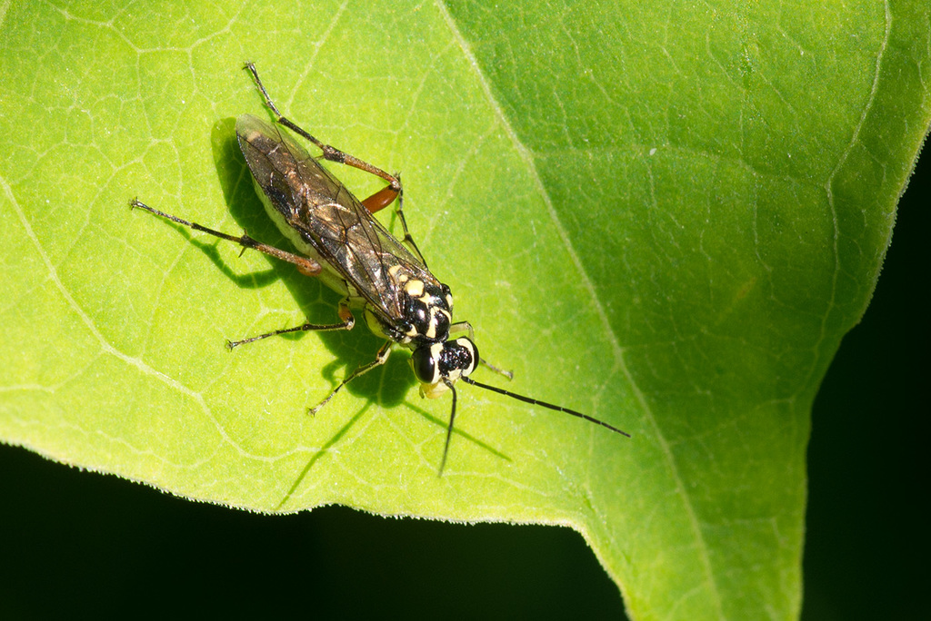 Variegated Strider