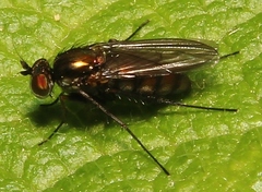 Dolichopodinae