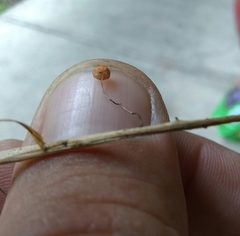 Marasmius curreyi