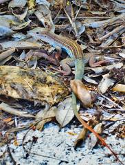 Aspidoscelis angusticeps angusticeps