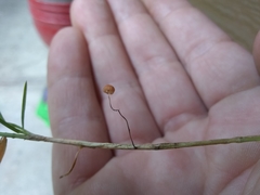 Marasmius curreyi
