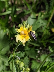 Acmaeodera connexa