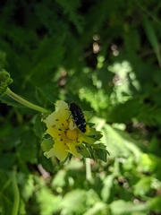 Acmaeodera connexa