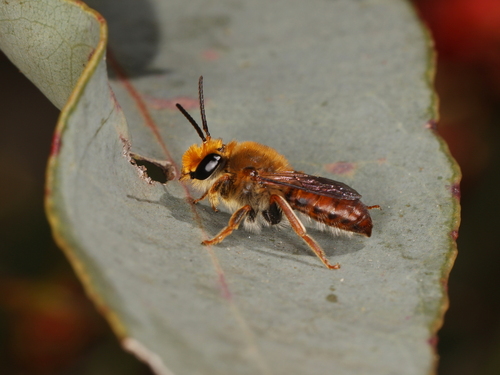 Trichocolletes erythrurus