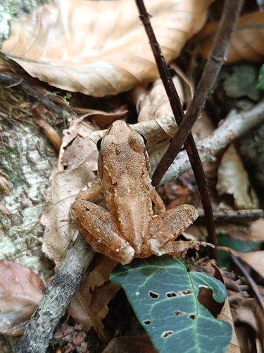 Hyrcanian Wood Frog