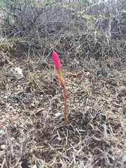 Zephyranthes brevipes