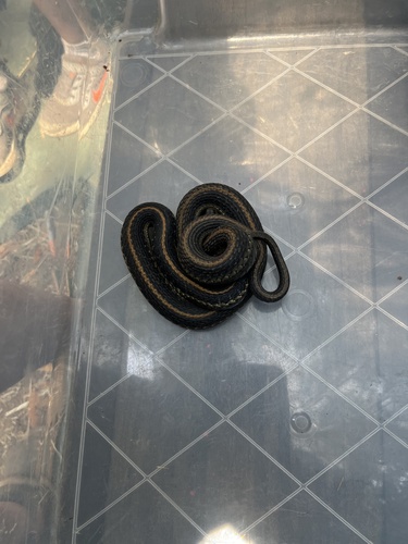 iNaturalist observation photo of Mountain Garter Snake