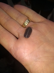 Armadillidium depressum
