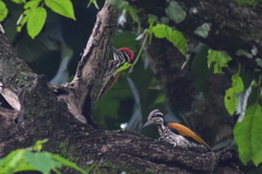 Chrysocolaptes guttacristatus