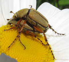 Macrodactylus subspinosus