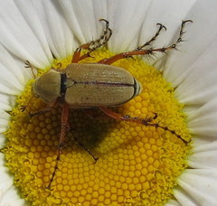 Macrodactylus subspinosus