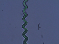 Arthrospira jenneri